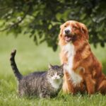 S'expatrier au Maroc avec un chien ou chat