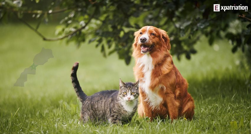 S'expatrier au Maroc avec un chien ou chat